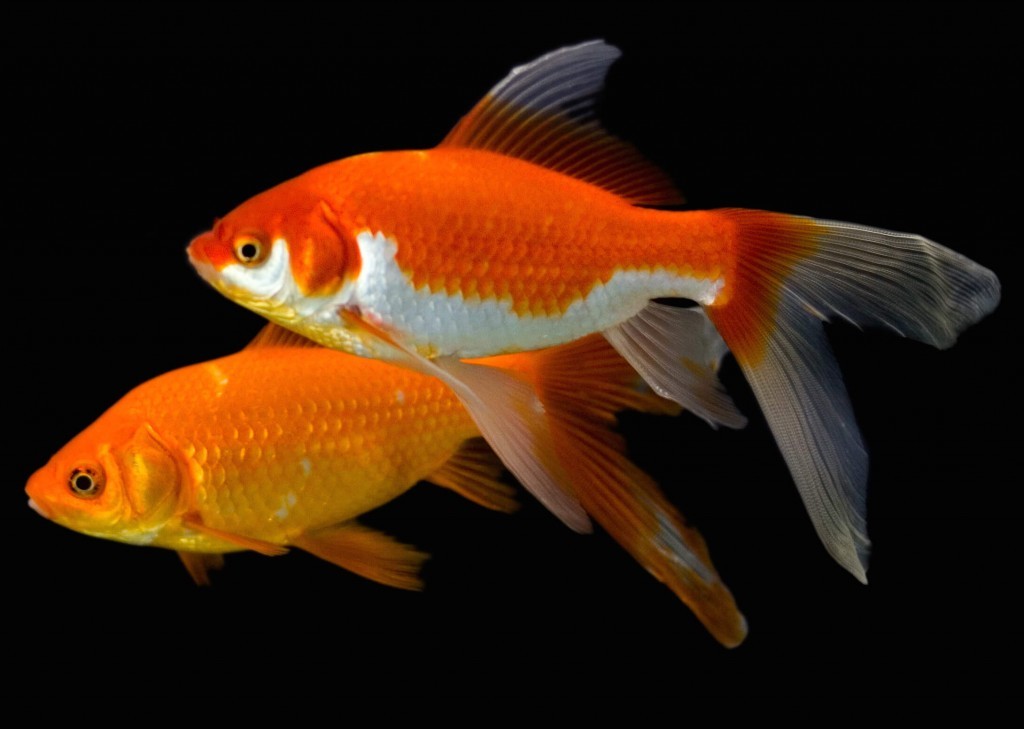 How to take care of a fair goldfish