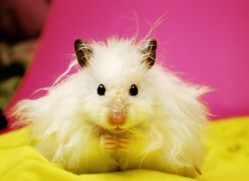 Long-Haired Syrian Hamster.