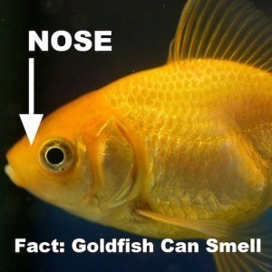 Goldfish Nose and Nostrils