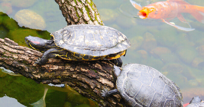 Red eared turtles