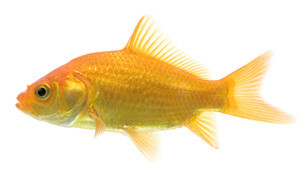 a common goldfish breed