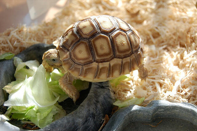baby-tortoise-eating-food