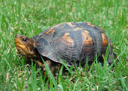 box-turtle-in-lawn