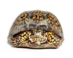 Box turtle in its shell