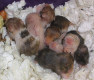 breeding hamster babies
