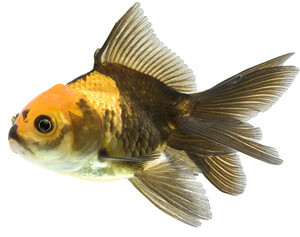 brown and gold fancy goldfish