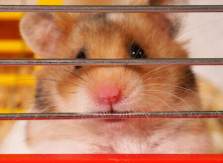Caring for a Sick Hamster