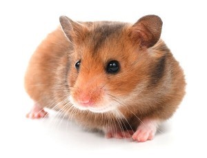 cute-hamster