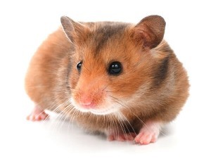 hamster