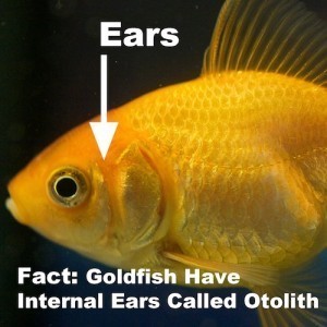 goldfish ears and hearing