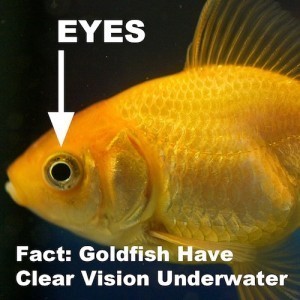 goldfish eyesight eyes