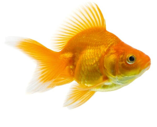 fancy goldfish