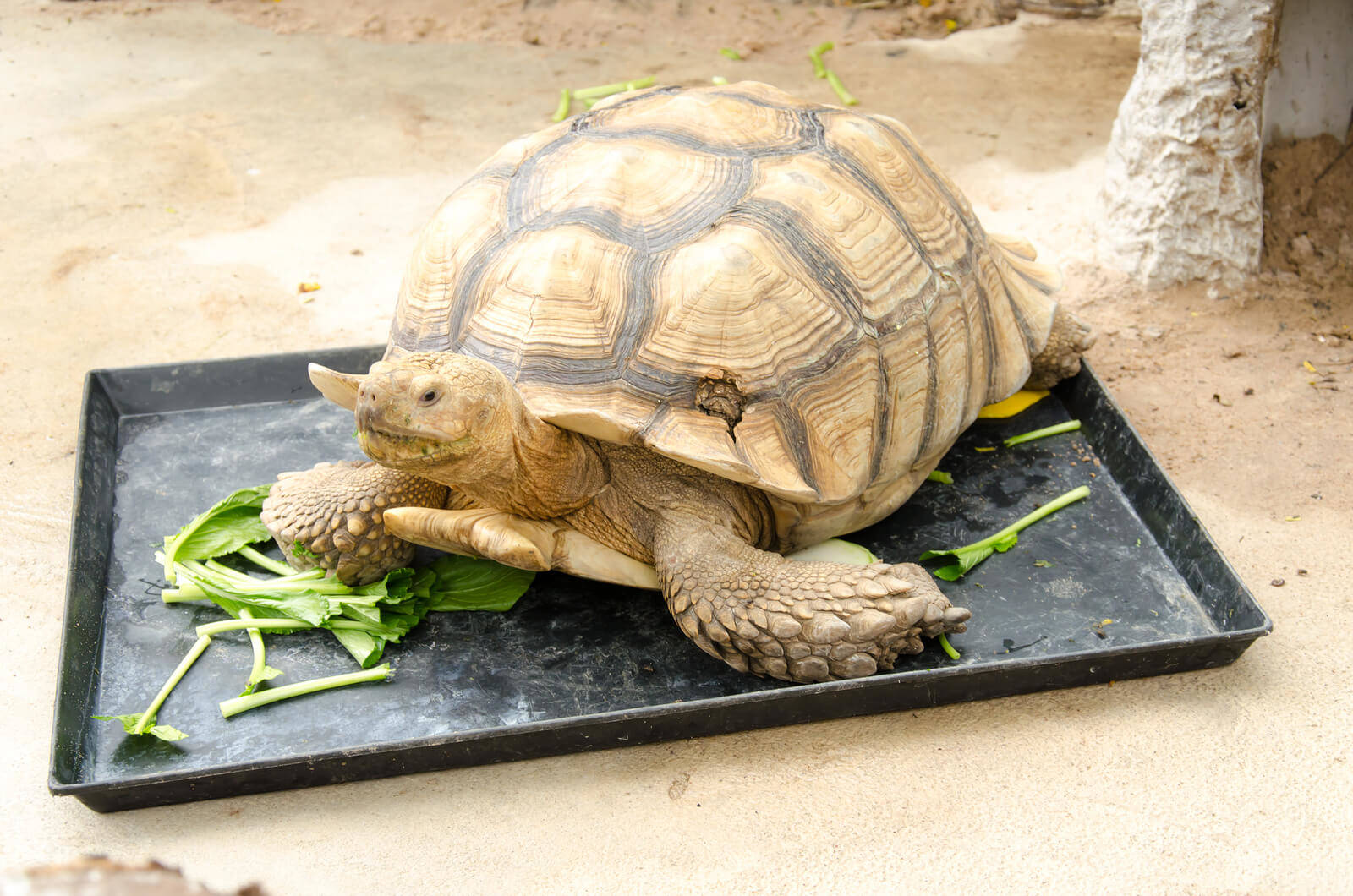 Turtle Eating