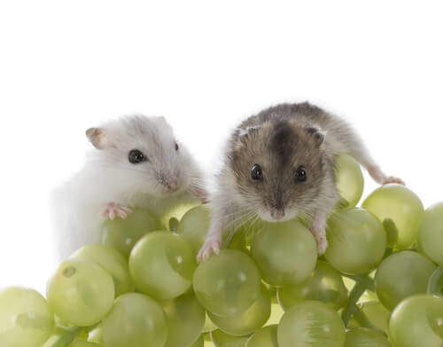 Fruits for Hamsters to Eat