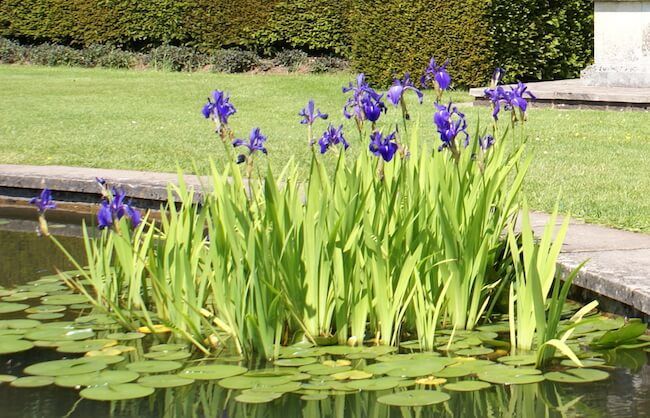 Garden Pond with Water Iris