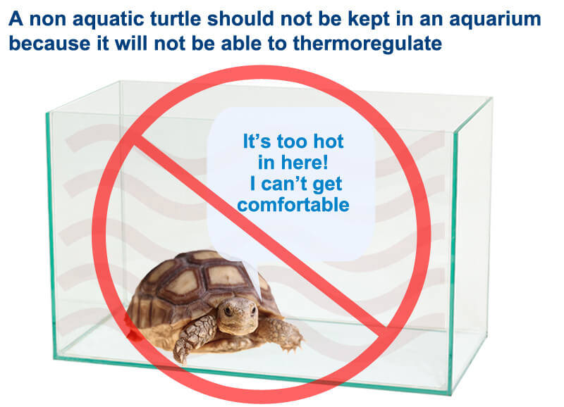 Aquariums are not suitable for non aquatic turtles