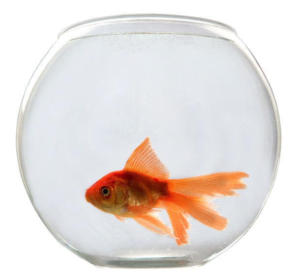 Goldfish Bowl Small