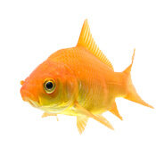 goldfish common type