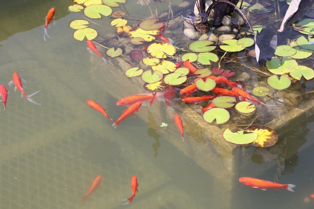 Goldfish in a Pond