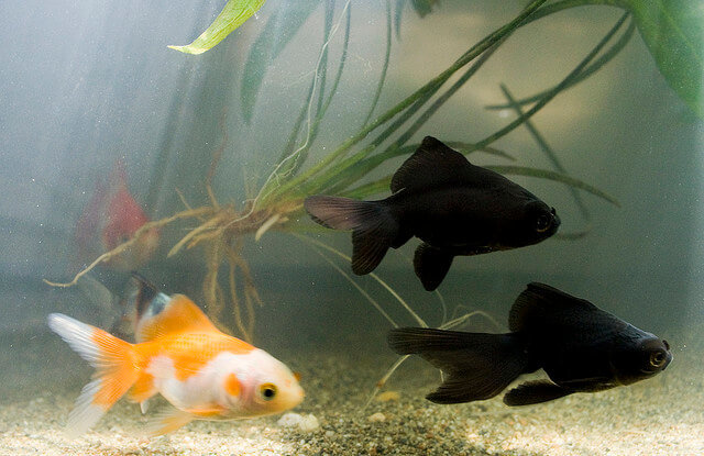 goldfish tank setup with live plants