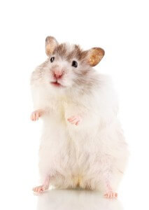 Cute hamster standing