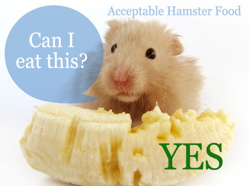 Acceptable Hamster Food