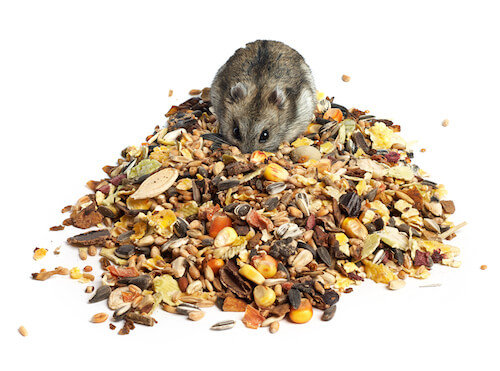 Djungarian Hamster eating seeds
