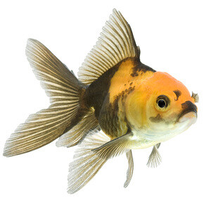 multi-color fancy goldfish
