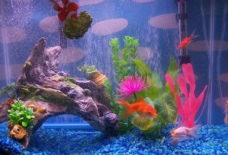 new goldfish tank