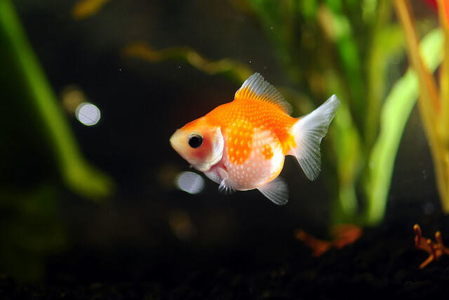 pearlscale goldfish
