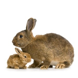 Mother Rabbit and Baby