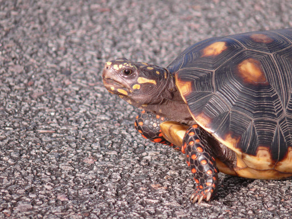 red-footed-tortoise