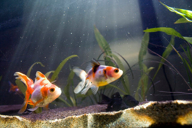 ryukin Japanese goldfish