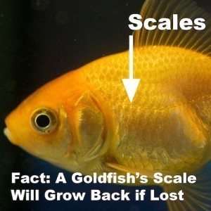 Goldfish scales and skin