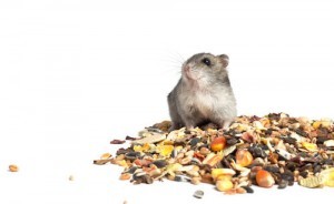 Seeds as Hamster Food