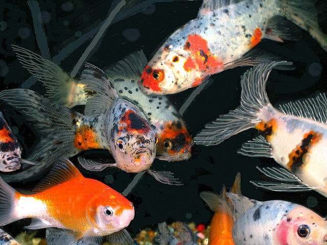 shubunkin pond goldfish