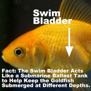 Goldfish swim bladder