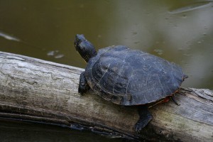 the-cooter-turtle
