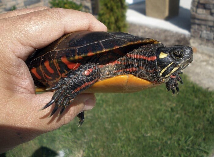 the-painted-turtle