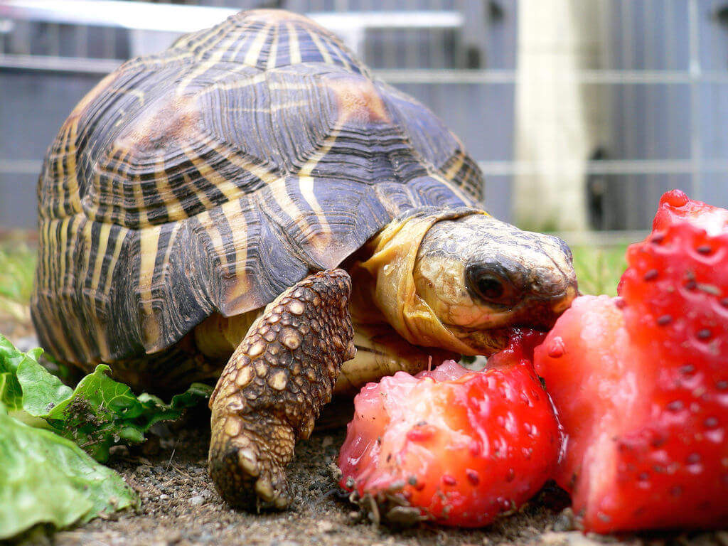 tortoise-eating-strawberries