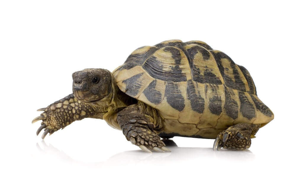 Herman's Tortoise - Testudo hermanni