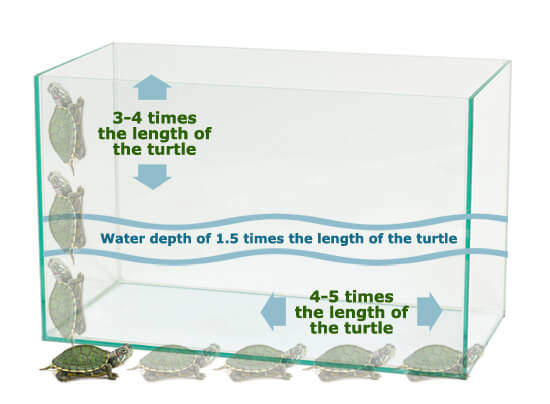Turtle Aquarium Tank Minimum Size