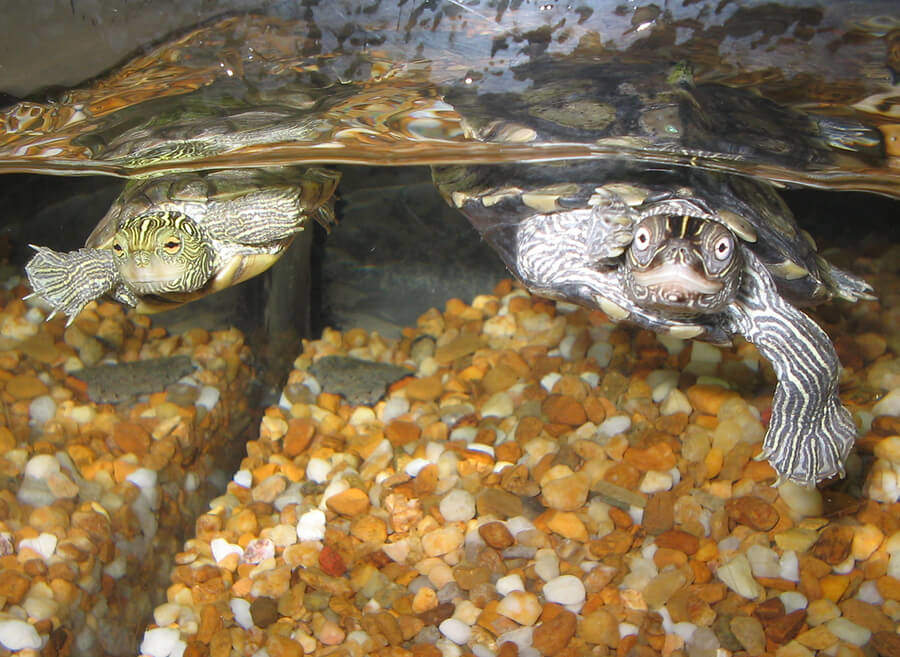 Turtle Aquarium Tank