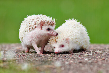 two adorable small hedgehogs outdoors