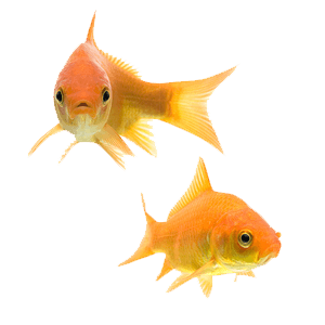 two common goldfish