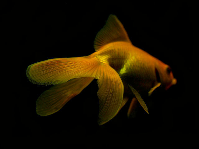 vailtail goldfish