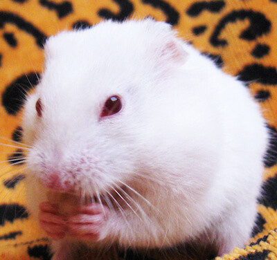 White Hamster with Red Eyes