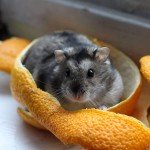 Picture of a Dwarf Hamster in an Orange