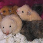Picture of a Hamster Cuddle Pile