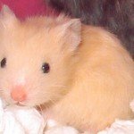 Syrian Hamster Pictures